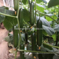 CU22 Xinfu new breeding good quality all female hybrid cucumber seeds